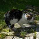 Katzenspaß