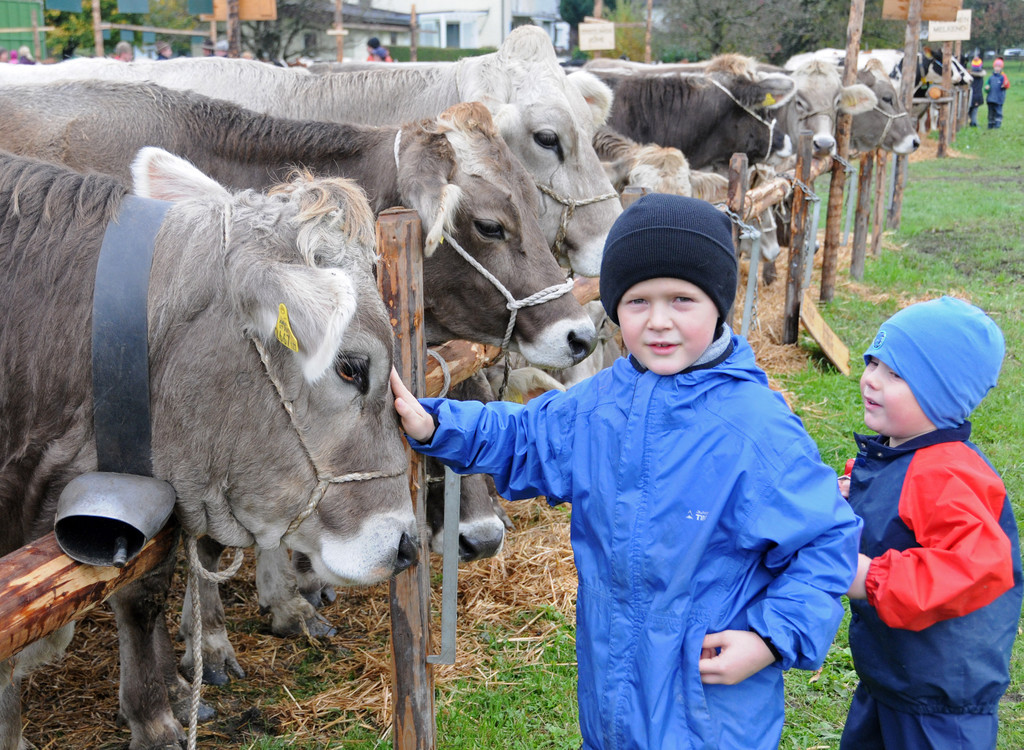 Viehfest Ho__chst 16-10-2015 91.jpg