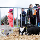 Viehfest Ho__chst 16-10-2015 118.jpg