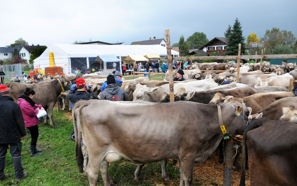 Viehfest Ho__chst 16-10-2015 133.jpg