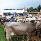 Viehfest Ho__chst 16-10-2015 133.jpg