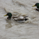 normal_03062010hochwassertaaktivnews_08.jpg