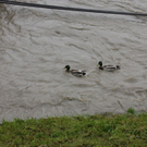 normal_03062010hochwassertaaktivnews_09.jpg