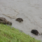 normal_03062010hochwassertaaktivnews_14.jpg