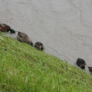 normal_03062010hochwassertaaktivnews_15.jpg