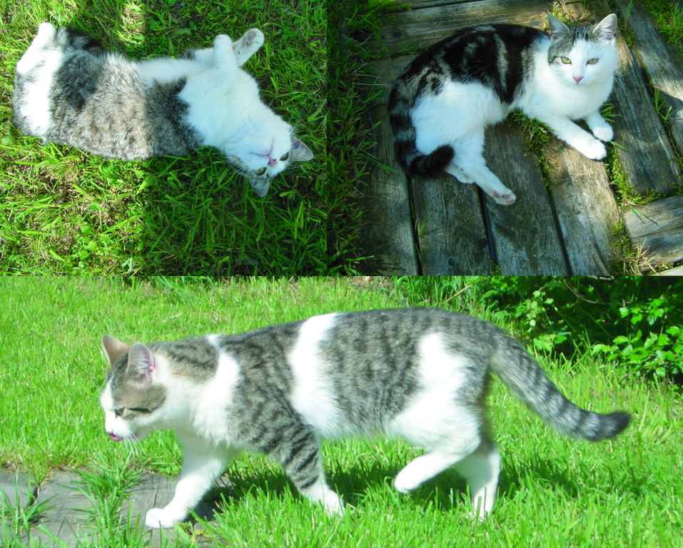 Katzenbande.jpg