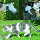 Katzenbande