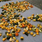 DSC00103.JPG