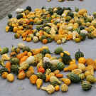 DSC00106.JPG