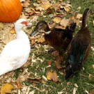 DSC00137.JPG
