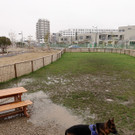 Hundezone im Helmut-Zilk-Park "unter Wasser"