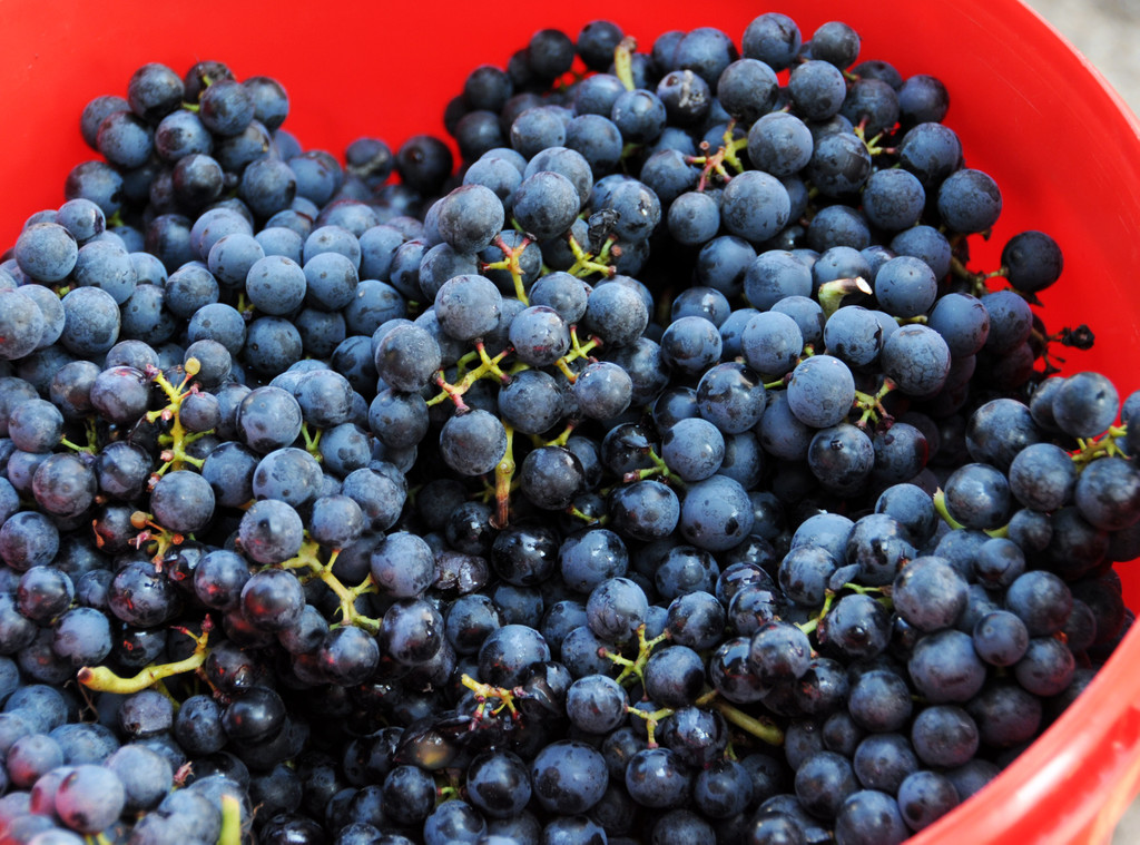 Weinlese Fo__rstergasse 26-09-2015 32.jpg