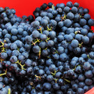 Weinlese Fo__rstergasse 26-09-2015 32.jpg