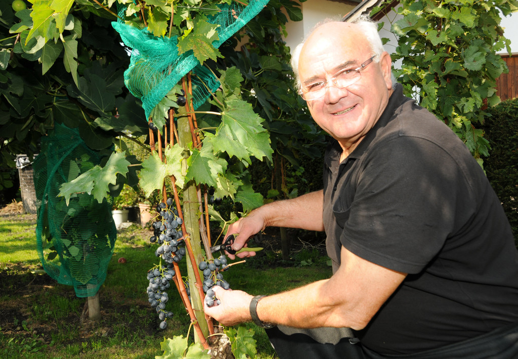 Weinlese Fo__rstergasse 26-09-2015 4.jpg