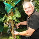 Weinlese Fo__rstergasse 26-09-2015 4.jpg