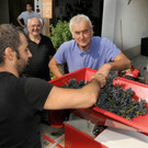 Weinlese Fo__rstergasse 26-09-2015 5.jpg