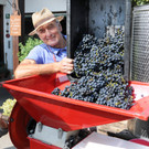 Weinlese Fo__rstergasse 26-09-2015 12.jpg