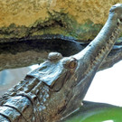 Neue Krokodil-Art im Haus des Meeres: Sunda-Gaviale