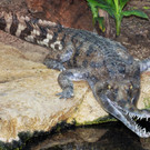 Gavial-G__ntherHulla.jpg
