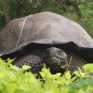 Chelonoidis donfaustoi: Neue Riesenschildkröten-Art auf Galapagos-Inseln entdeckt