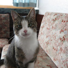 vermisste Tigerkatze