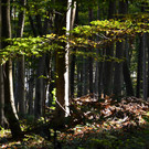 DSC_0150.JPG
