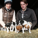 Sechsl Hundebabys am Pferdehof Bösch