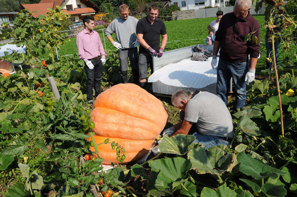 Ku__rbisernte Reiner 26-09-2015 41.jpg