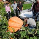 Ku__rbisernte Reiner 26-09-2015 41.jpg