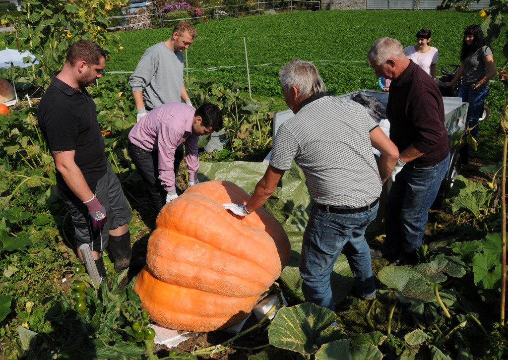 Ku__rbisernte Reiner 26-09-2015 42.jpg