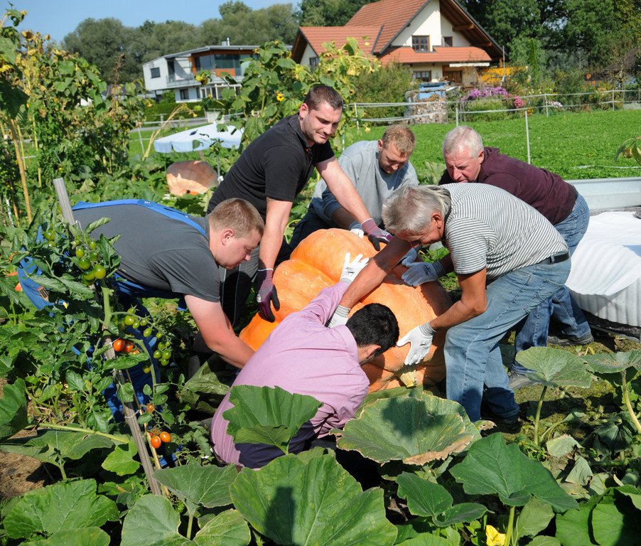 Ku__rbisernte Reiner 26-09-2015 48.jpg