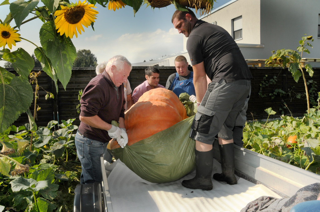 Ku__rbisernte Reiner 26-09-2015 57.jpg
