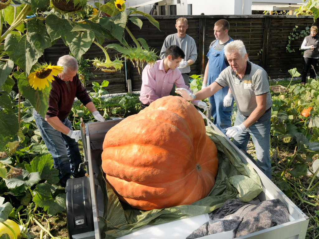 Ku__rbisernte Reiner 26-09-2015 63.jpg