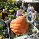 Ku__rbisernte Reiner 26-09-2015 63.jpg
