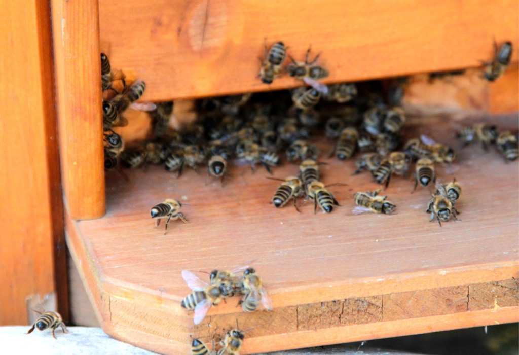 KOE_Bienenzuchtverein Goefis 4.jpg