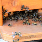 KOE_Bienenzuchtverein Goefis 4.jpg