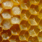 KOE_Bienenzuchtverein Goefis 6.jpg