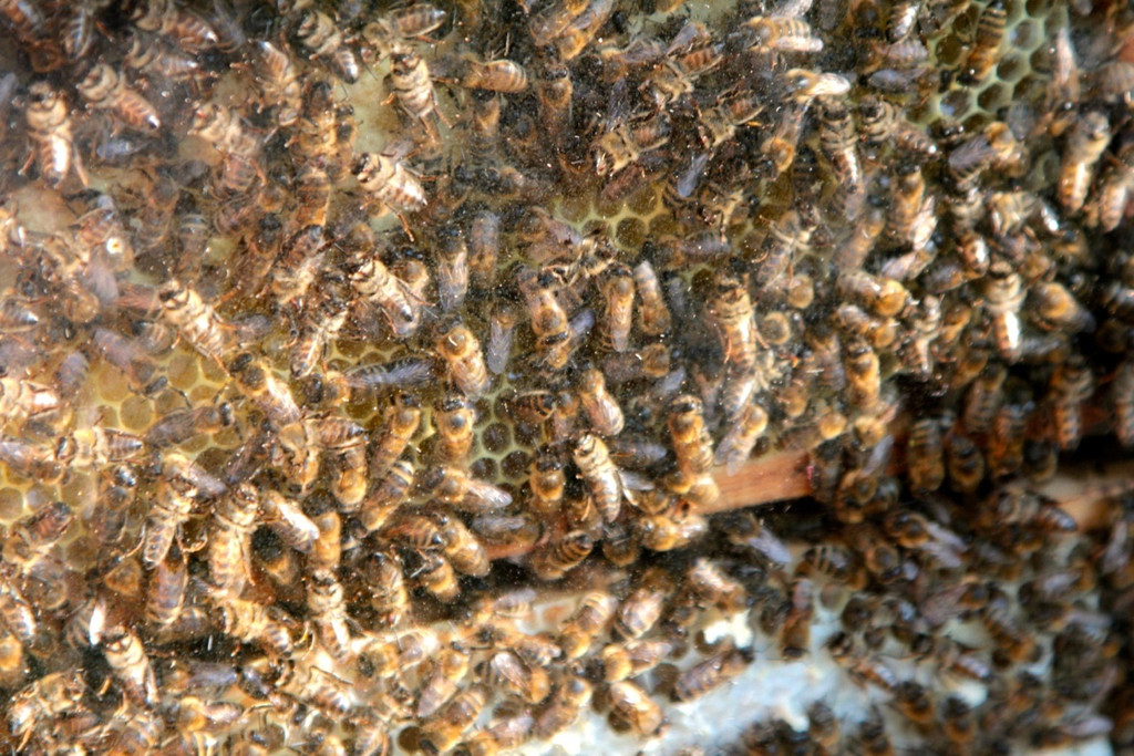 KOE_Bienenzuchtverein Goefis 10.jpg