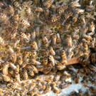 KOE_Bienenzuchtverein Goefis 10.jpg