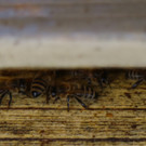 KOE_Bienenzuchtverein Goefis 13.jpg