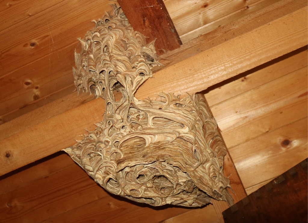 KOE_Bienenzuchtverein Goefis 14.jpg