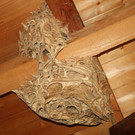 KOE_Bienenzuchtverein Goefis 14.jpg