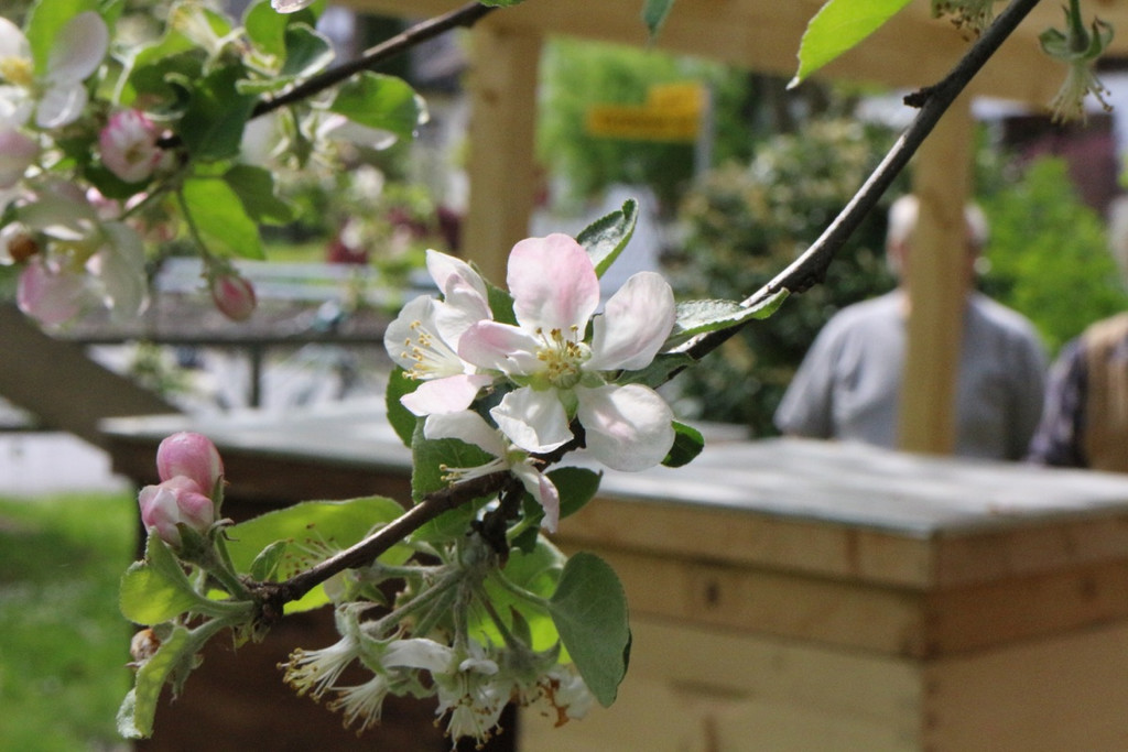 KOE_Bienenzuchtverein Goefis 16.jpg