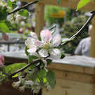 KOE_Bienenzuchtverein Goefis 16.jpg