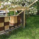 KOE_Bienenzuchtverein Goefis 17.jpg