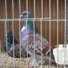 thumb_IMG_4816_1024.jpg