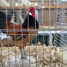 thumb_IMG_4827_1024.jpg