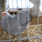 thumb_IMG_4830_1024.jpg