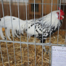 thumb_IMG_4853_1024.jpg