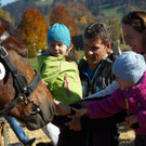 Ziegen und Pferde-131.jpg